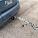 Illustration for article titled Towing with a smart. Load: +/- 1,300 lb